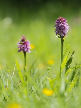 Exposition - Qui pollinise mon jardin ? 