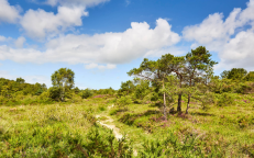 Landes de La Poterie : bientôt classées Réserve Naturelle ?