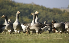 Mesures suite à la mise en place d'une Zone de Contrôle Temporaire vis-à-vis de l'Influenza aviaire