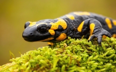 Protection des amphibiens - Landes de La Poterie