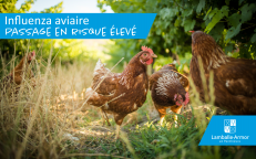 Influenza Aviaire : Mesures de confinement renforcées