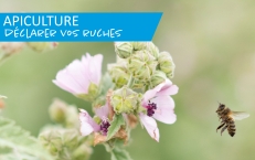 Déclarez vos ruches