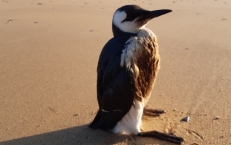 Pollution maritime : une situation préoccupante sur le littoral breton