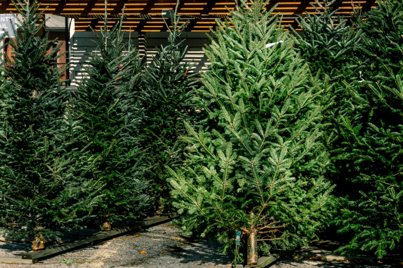 Various evergreen pine and fur trees on display for sale in Chri - Various evergreen pine and fur trees on display for sale in Christmas tree lot during December Holiday season - ROZENSKIP